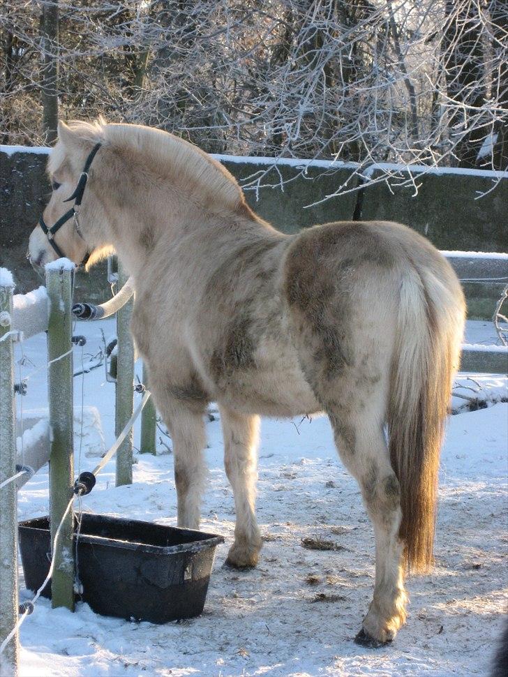Fjordhest Landevejens Kamille - Møjbeskidt men stadig top-lækker ;-) billede 4