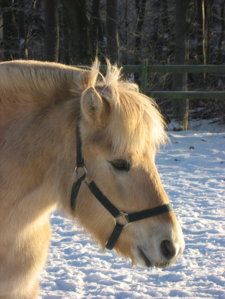 Fjordhest Landevejens Kamille billede 5
