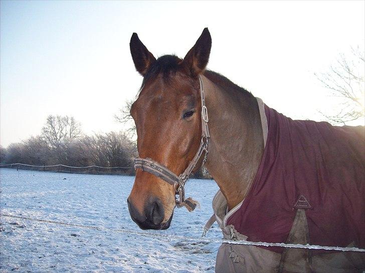 Dansk Varmblod Lui S billede 9