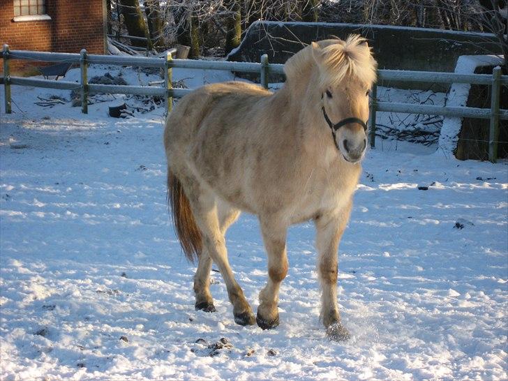 Fjordhest Landevejens Kamille billede 7