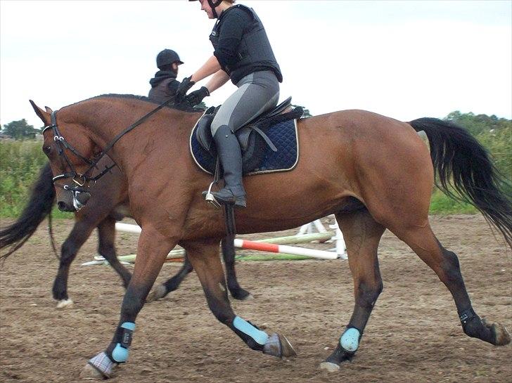 Dansk Varmblod Lui S billede 5