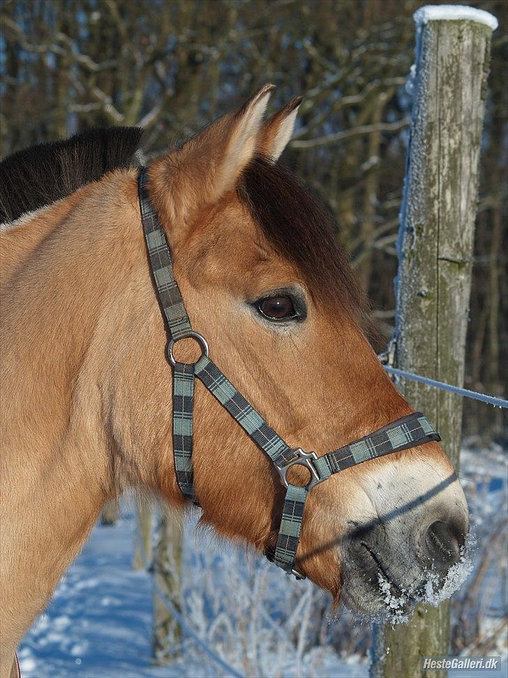 Anden særlig race HEDELYS VICTOR - Velkommen til Victors profil:)<3 Foto: Caroline billede 1