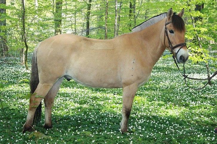 Anden særlig race HEDELYS VICTOR - Victor sammen med anemonerne:) Foto: Nadia billede 2