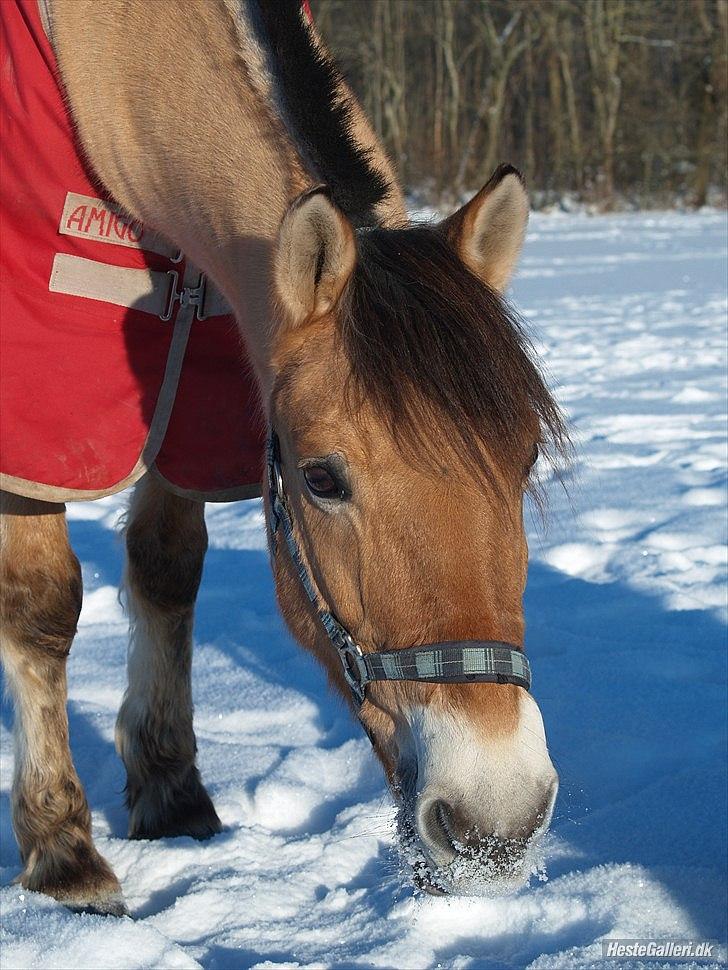 Anden særlig race HEDELYS VICTOR - Victor i sneen:) Foto: Caroline billede 9