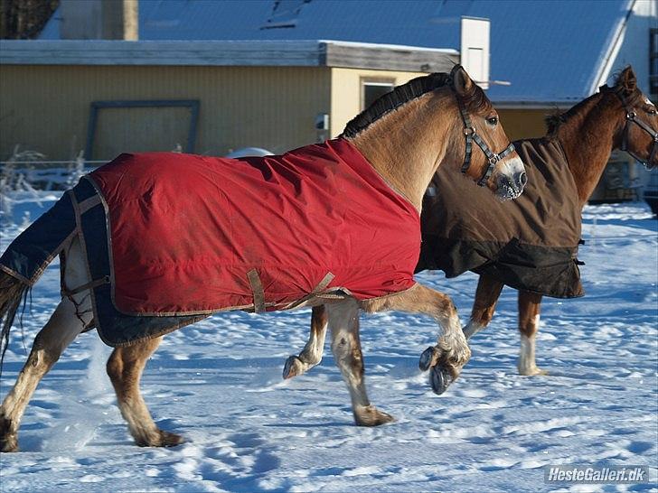 Anden særlig race HEDELYS VICTOR - Victor i fuld gallop:D Foto: Caroline billede 4