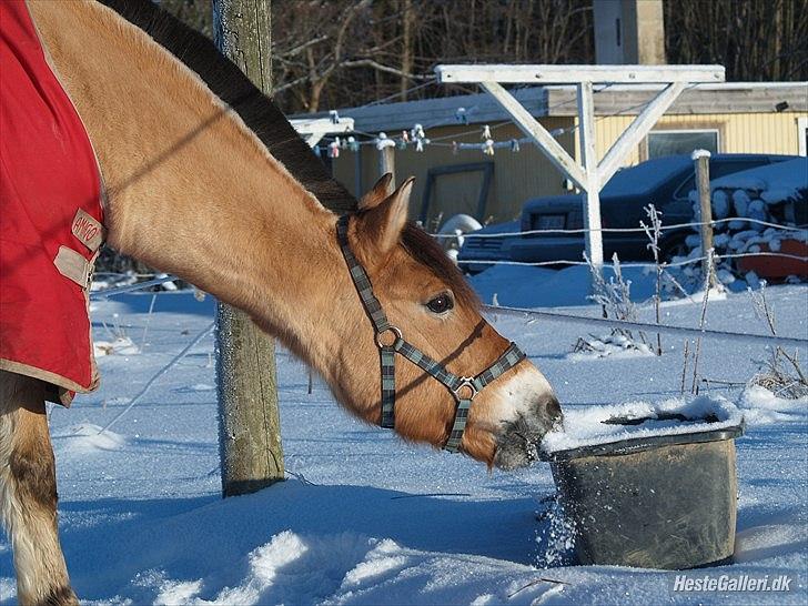 Anden særlig race HEDELYS VICTOR - Buldermand<3 Foto: Caroline billede 5