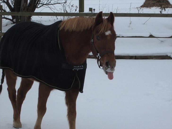 Shetlænder Sputte Gamle Part. billede 17