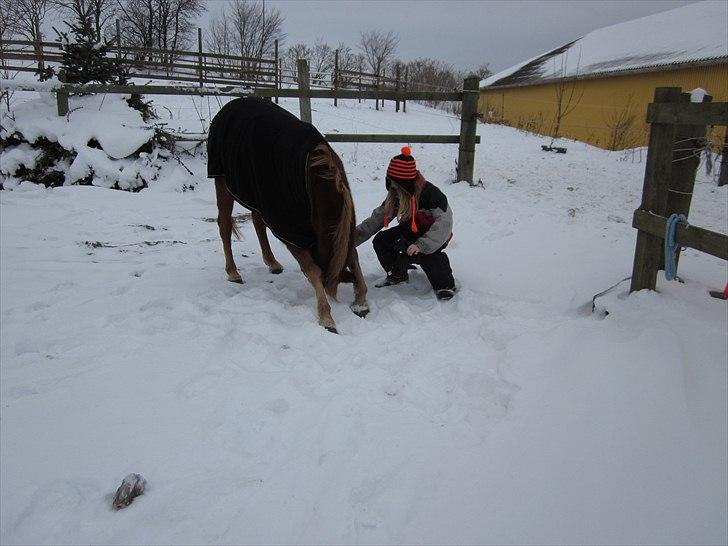 Shetlænder Sputte Gamle Part. billede 18