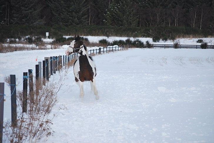 Pinto Hedens Landaz billede 7