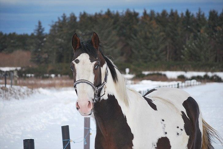 Pinto Hedens Landaz billede 8