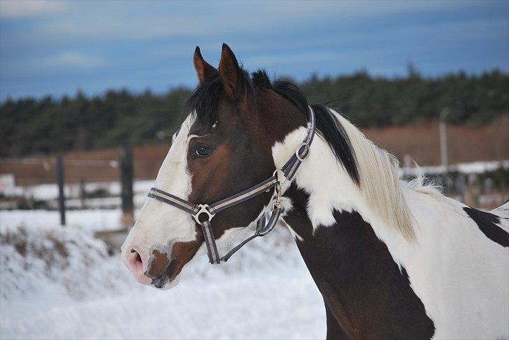 Pinto Hedens Landaz billede 9