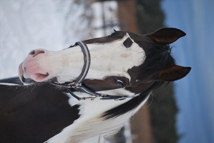 Pinto Hedens Landaz billede 10