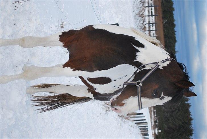 Pinto Hedens Landaz billede 11