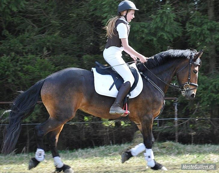 Anden særlig race Victoria. - #13 Opvarmning i Malling. billede 9