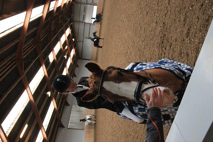 Anden særlig race Stitch billede 8