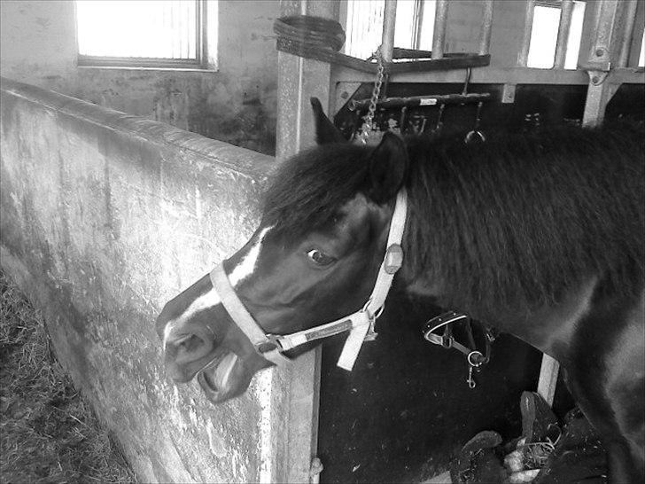 Anden særlig race #FREJA#  "Solgt":"( - Hun er lidt træt efter vi har redet.<3 billede 2