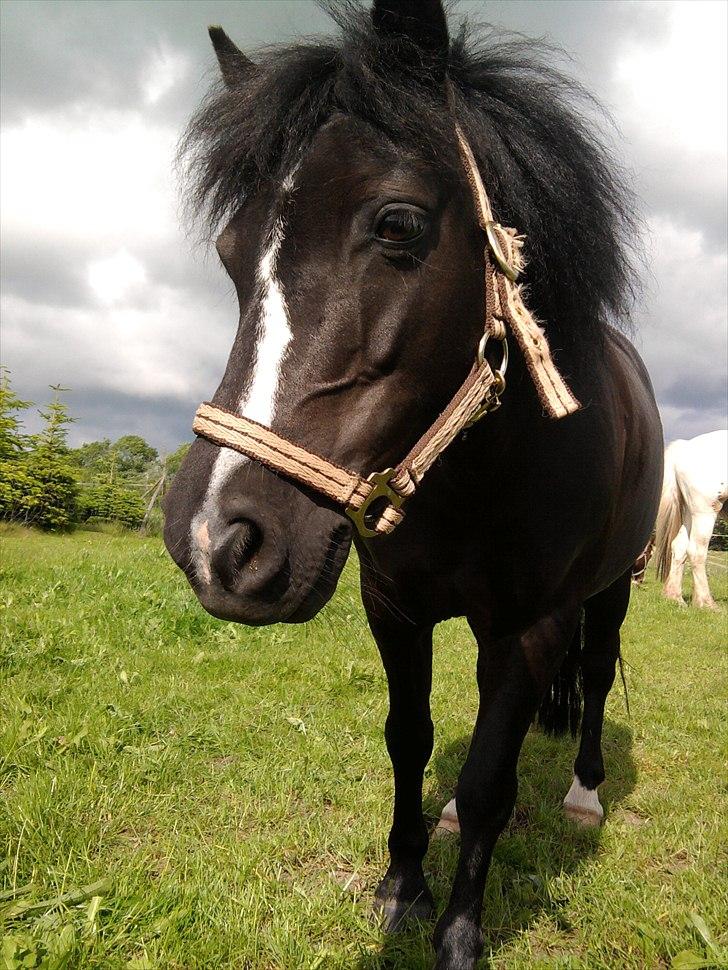 Anden særlig race #FREJA#  "Solgt":"( - Den dejlige lille pony.<3 billede 4