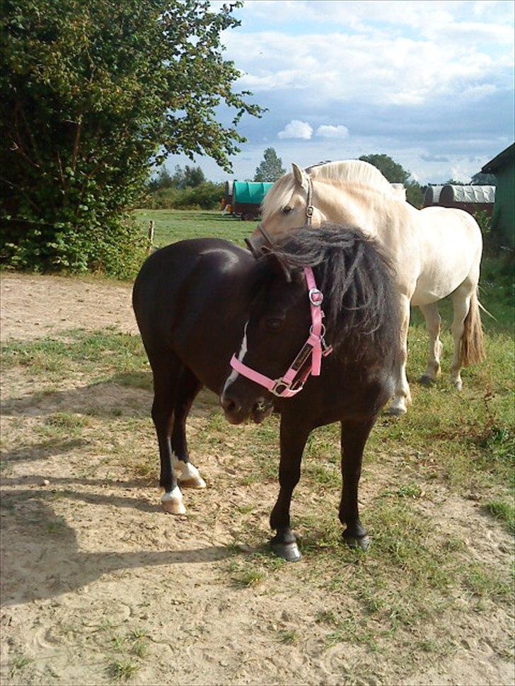 Anden særlig race #FREJA#  "Solgt":"( - Da hun lige var kommet ud på rideskolen.<3 billede 6