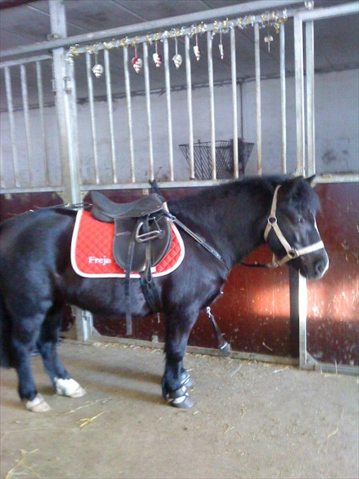 Anden særlig race #FREJA#  "Solgt":"( - Vi skulle til at have spring træning.<3 billede 7