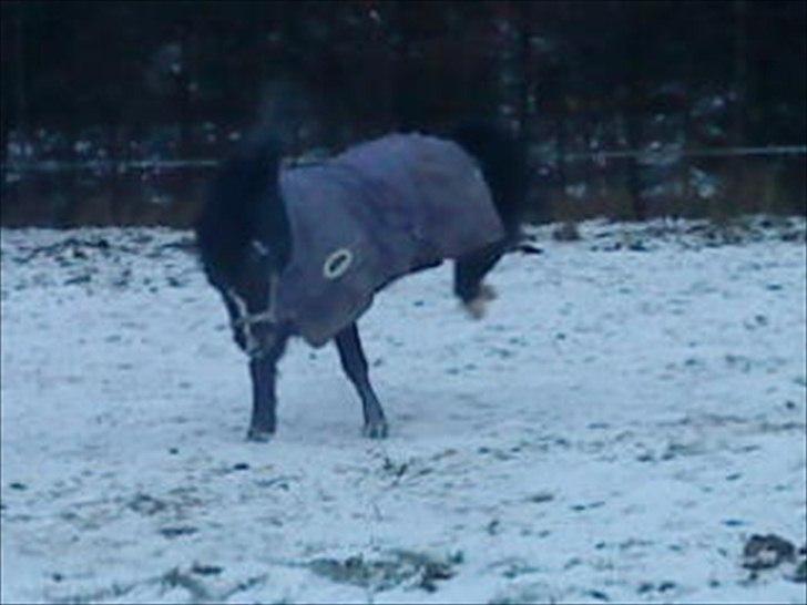Anden særlig race #FREJA#  "Solgt":"( - Hun har masse af energi.<3 billede 8