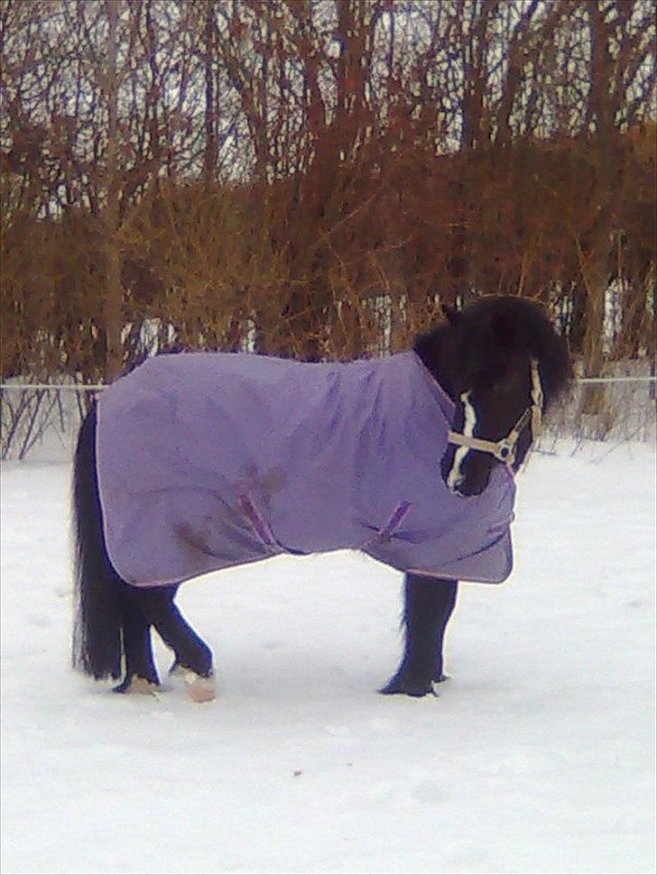 Anden særlig race #FREJA#  "Solgt":"( - Hun er ude i sneen.<3 billede 10