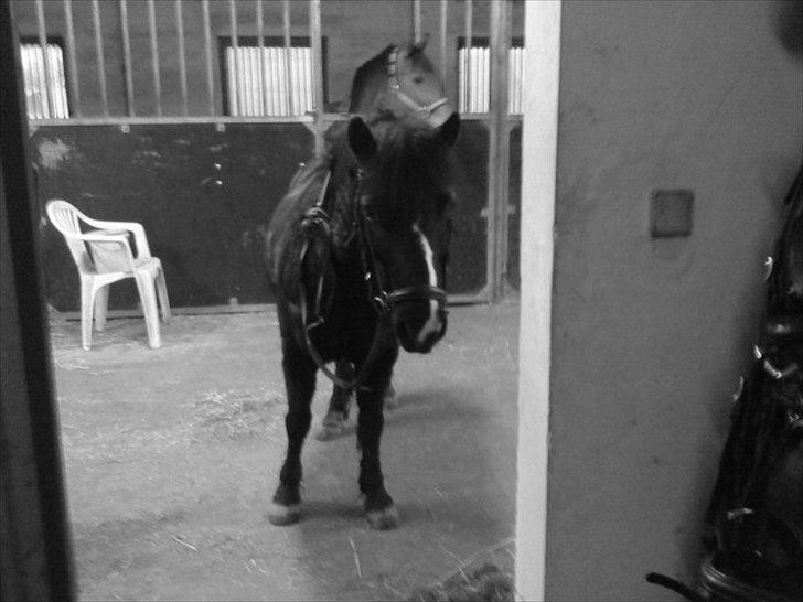 Anden særlig race #FREJA#  "Solgt":"( - Hun står og kigger i mens jeg står inde i sadel rummet da jeg skulle ind med en ting.<3 billede 11