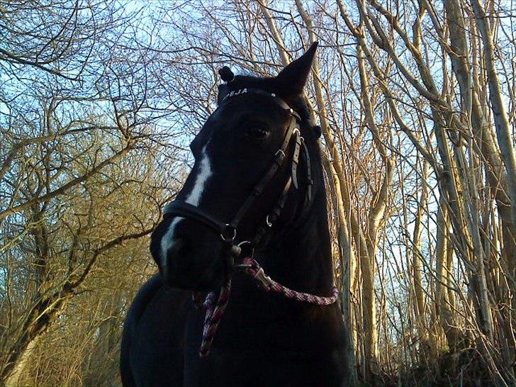 Anden særlig race #FREJA#  "Solgt":"( - Vi var ude og gå en tur.<3 billede 13