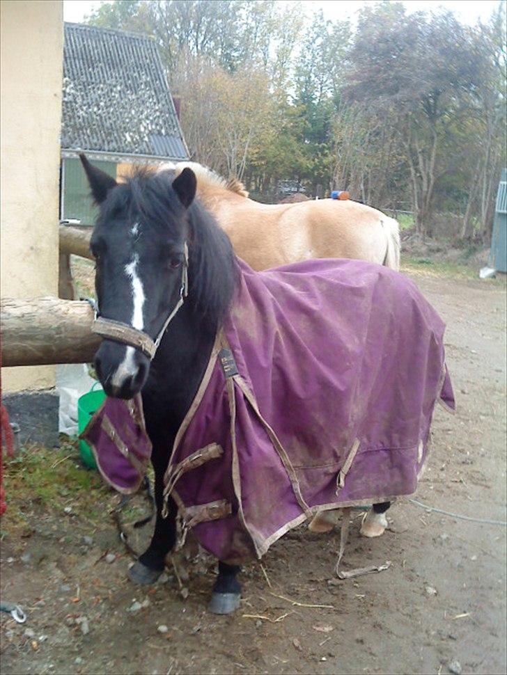Anden særlig race #FREJA#  "Solgt":"( - Vi prøvede et dækken det var alt for stort.<3 billede 15