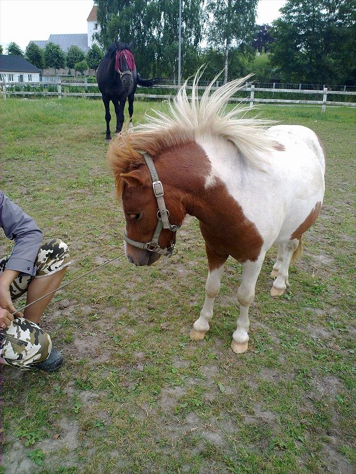 Shetlænder Mini billede 12