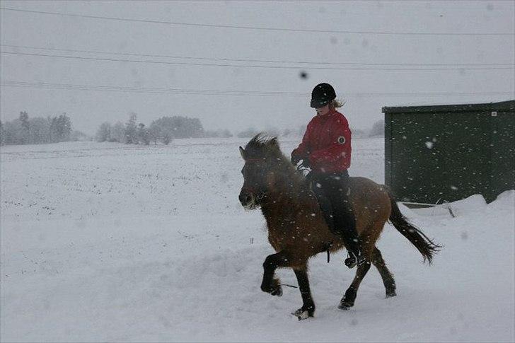 Islænder Kría fra Flødal "SOLGT" billede 1