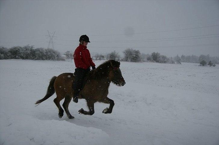 Islænder Kría fra Flødal "SOLGT" billede 2