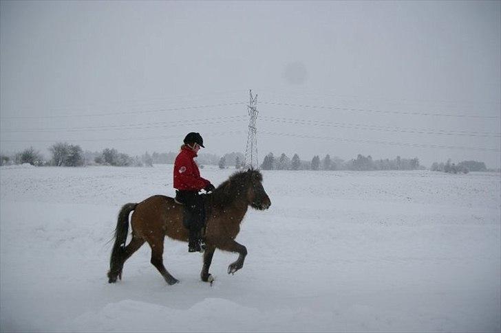 Islænder Kría fra Flødal "SOLGT" billede 3