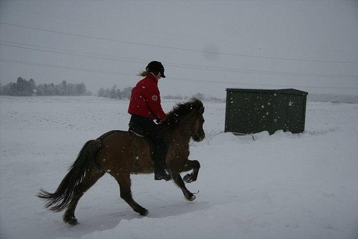 Islænder Kría fra Flødal "SOLGT" billede 4