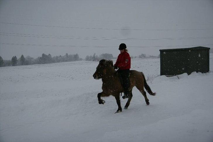 Islænder Kría fra Flødal "SOLGT" billede 5