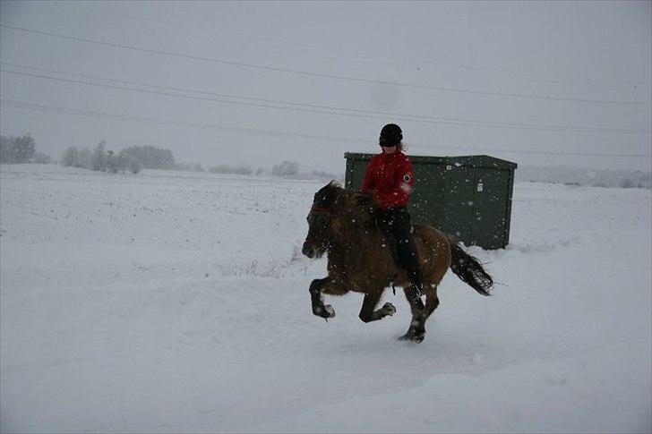 Islænder Kría fra Flødal "SOLGT" billede 6