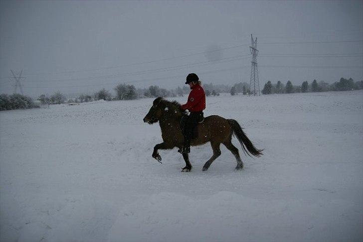 Islænder Kría fra Flødal "SOLGT" billede 7