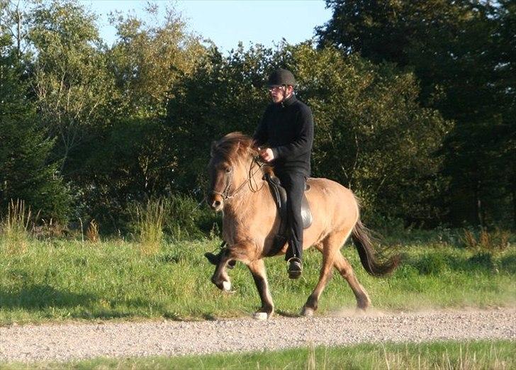 Islænder Kría fra Flødal "SOLGT" billede 10