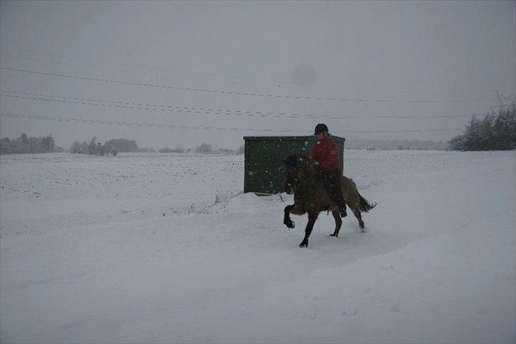 Islænder Kría fra Flødal "SOLGT" billede 11