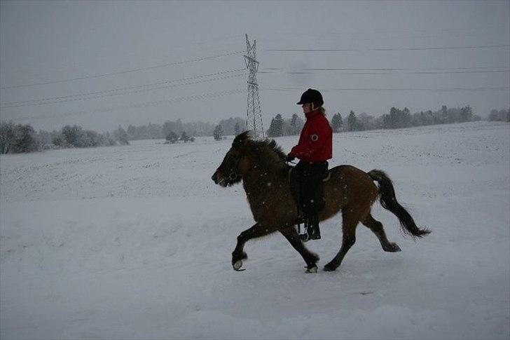 Islænder Kría fra Flødal "SOLGT" billede 12