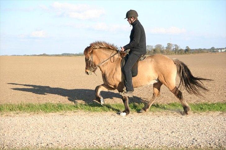 Islænder Kría fra Flødal "SOLGT" billede 14