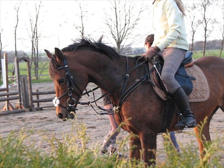 Arabisk fuldblod (OX) Thunder Cat<3 - en glad cat til træning:) foto Annika billede 17