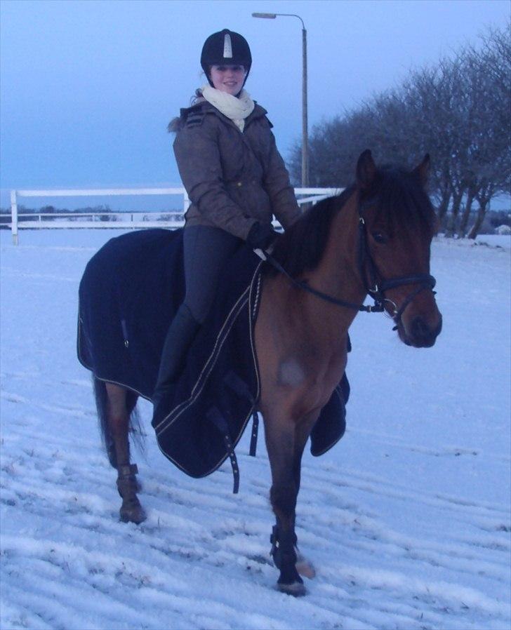 Anden særlig race Vordegaards Matti billede 20