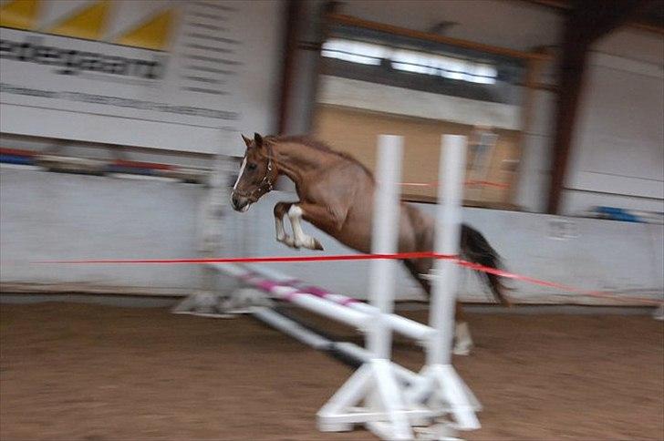 DSP Laban. - Laban til løsspring (første gang ) ;) billede 1