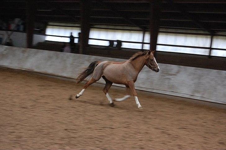 DSP Laban. - Laban til løsspring (første gang ) billede 3
