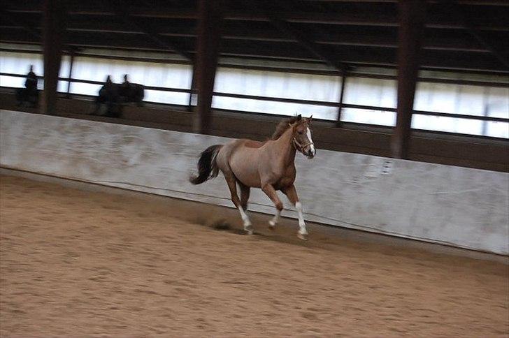 DSP Laban. - Laban til løsspring (første gang ) billede 4