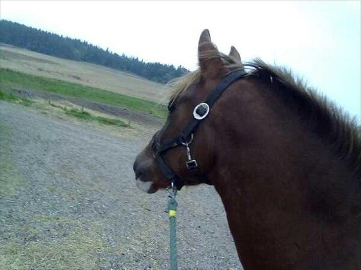 DSP Laban. - Dagen efter han var kommet:D billede 5