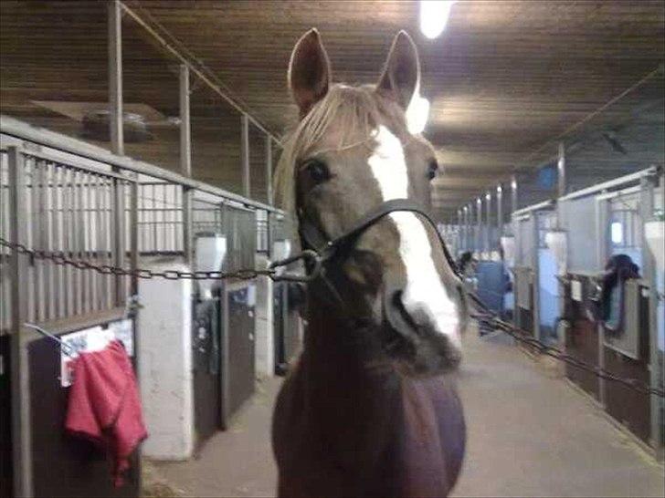 DSP Laban. - På staldgangen:D billede 6