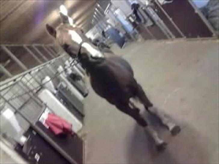 DSP Laban. - På staldgangen:D billede 7