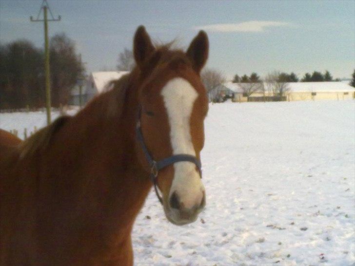 Dansk Varmblod Gerding's Tatiana  - Tati i sneen, december 2010. billede 7