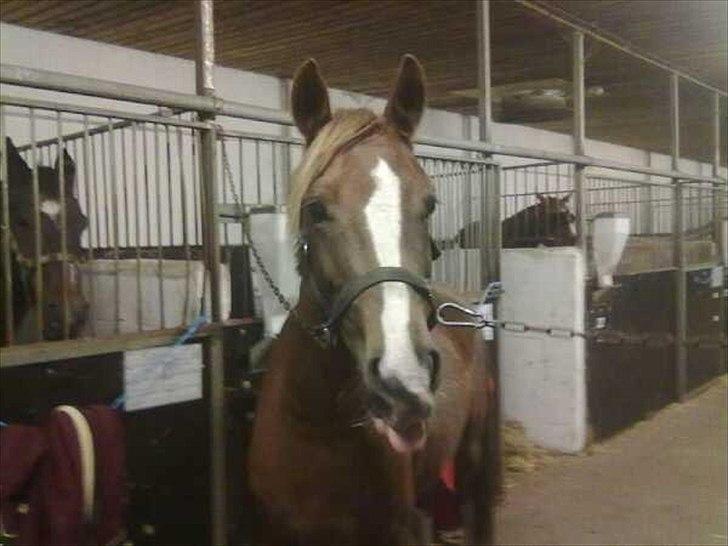 DSP Laban. - Laban som rækker tunge :D billede 8